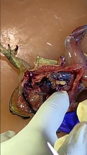 showing lungs, liver heart anatomy of toad