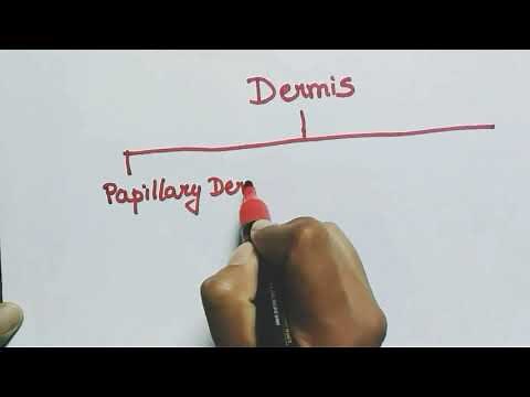 Histology of skin | part 2 | Dermis | Hypodermis | skin | Integumentary system |