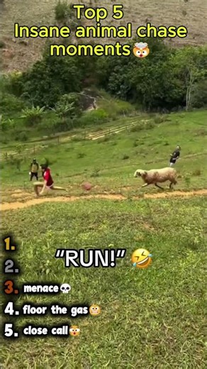 Ranking top 5 insane🤯 animal chase videos #shorts #TopRank5