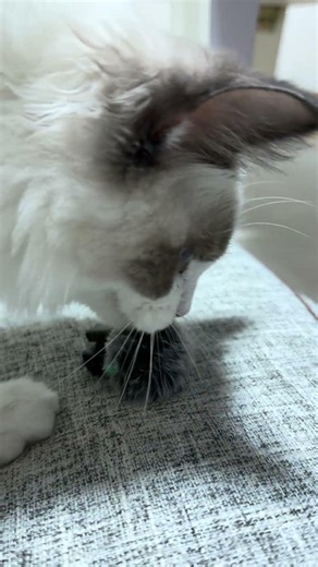 13,000円で遊ぶ猫🐈遊ばれるおもちゃの気持ちなれる！？😇