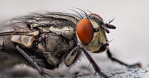 Biodiversité : la pollution de l'air perturbe la vie sexuelle des insectes