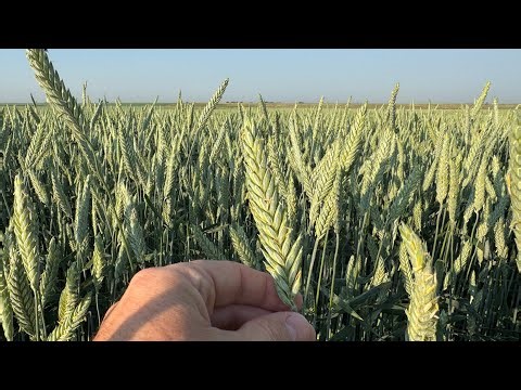 Awnless Spring Triticale