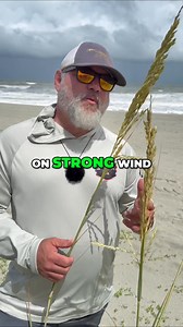 76K views · 2K reactions | Discover how birds and plants predict the weather! We delve into nature's secrets, from sea oats to seagull behavior, revealing the hidden signs of wind patterns. Explore nature's early warning system with us! #WeatherForecasting #NatureHacks #BirdWatching #PlantScience #WindPatterns #SeaOats #Seagulls #NatureSecrets #Wildlife #EnvironmentalAwareness | Nature Reliance School | Facebook