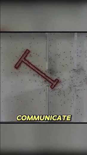 This Is How Ants Solve Impossible Problems