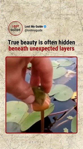 This page explores the world beyond limits What looks like a tangled green mess is actually a water lily bud waiting to bloom. Water lilies grow in calm freshwater lakes and ponds across North America, South America, Europe, Africa, Asia, and Australia. Before opening, the flower stays tightly closed and is often covered by string algae, which can block light and slow its growth. Once the algae is removed, the bud can open naturally, revealing the flower beneath. It’s not a transformation, the b