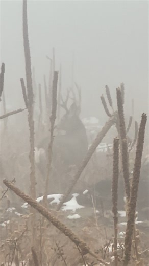 Bucks are sniffing, getting stupid. Hope to see more like these soon. …“MORE”.. | Okanogan Valley Guide Service