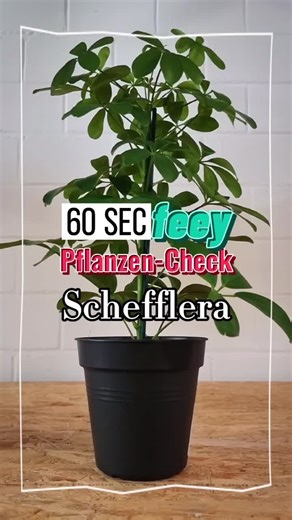 Schefflera Pflege: Tipps für eine gesunde Pflanze