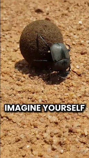 The Mighty Horned Dung Beetle