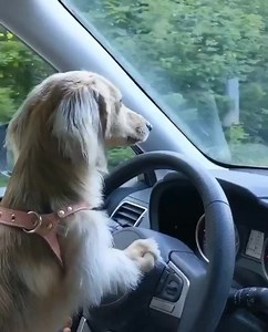 “My drivering lessons are going wells i tinks” ~ Daphne | Crusoe the Celebrity Dachshund