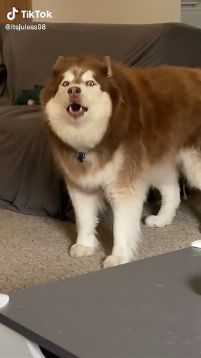 Get a husky they said 🤣 #husky #sassy #handsome #fluffy | itsjuless98