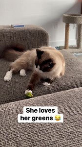 She steals 1 broccoli every time I make it for dinner 😂 #cat #viralreels #petsarefamily #catlover #pets | Colton Black