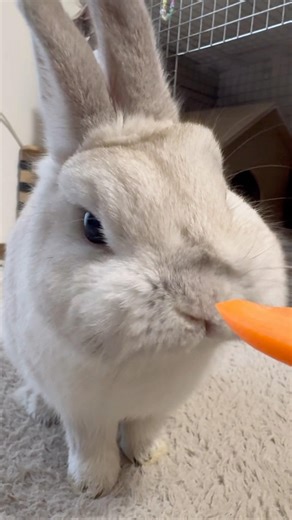 Rabbit eating carrot ASMR 🥕 | Omochi