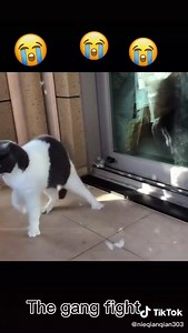 Who would be brave enough to interfere❓🤔 Follow Cat Tube for more cat videos. | Cat Tube