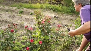 Spraying rose bushes against insects. Farmer pumping up a chemical pesticide garden sprayer to pressurize it for spraying.