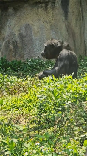 Chimpanzee/Pan troglodytes/Taipei Zoo