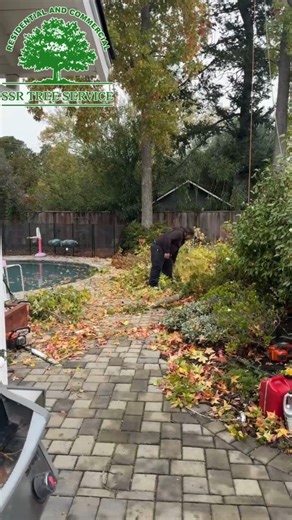 Tree Removal in Action! Watch our team take down this tree with precision, safety, and professional equipment. Whether it’s tall, risky, or too close to your home — we handle it all. 💪🌲 📞 (925) 503-4344 📞 (415) 671-5106 Book your service today! #TreeRemovalExperts #treeservice #ProfessionalCrew #SkilledWorkers #treecuttining #TreeCareExperts #beforeandafter #bayareaservices #ssrtreeservice #fypchallenge #fypシ #viralreelschallenge #trendingnow #safetyfirst #PrecisionWork #teamwork | SSR Tree 
