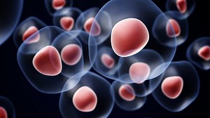 Kök hücre nedir kök hücre bağışı kaç yaşında nasıl yapılır yurt dışına da gidiyor