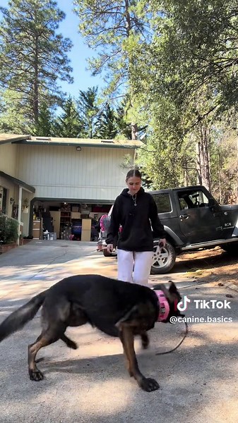 Perfecting Dog Training with Comfort