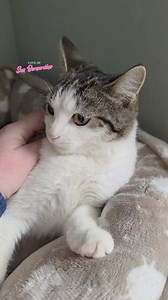 We’re here with beautiful Arco, the sweet kitty we rescued from a gas station 💛 She was very shy when we first brought her in, and you can still see hints of her cautious past in her eyes. But every day, Arco is opening up more. She’s warming up to us, showing her gentle side, and revealing just how sweet she truly is. Arco has since had her spay surgery and has even been introduced to a new friend, another rescue kitty named Hopper. She has been incredibly gentle and kind with her, which has b