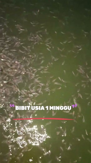 BIBIT USIA 1 MINGGU