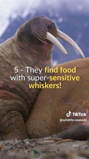 Meet the Arctic’s Most Unexpected Giant 🦭 | The Incredible Life of the Walrus