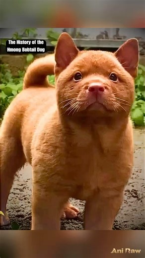 The History of the Hmong Bobtail Dog🇻🇳 #catdog #vietnam #dogbreed #hmongdog #historyfacts #fy