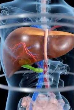 3 D anatomy of the Liver 💀💀 #anatomy #liver #medical