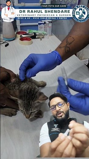 cat skin diseases and treatment #drrahulpetscare #cat #catlover