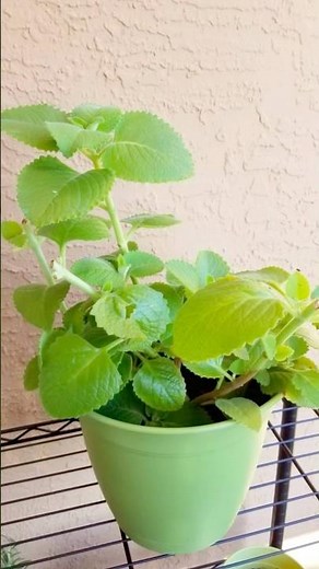 How To Grow Oregano At Home #oregano #herbs #plant #gardening #shorts #youtubeshorts #propagate