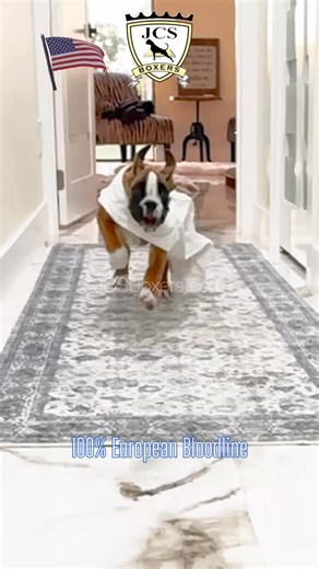 Do not miss! Daily adventures of 11 week old JCS Boxers 🐾🐾 girls Follow Us @jcsboxers 😂 Let’s party 🎉 Happy New Year 💯 pure European bloodline guaranteed in 🇺🇸America at JCS Boxers @jcsboxers For inquiries please text or call 786-853-9900 Visit our website on bio JCS Boxers 💯 European Boxer Bloodline guaranteed in America🇺🇸🏆🥇 #puppy #boxer #boxergram #boxerlove #boxerpuppy boxerdog puppies jcsboxers boxerlover dog instadog instapuppy puppiesofinsta puppiesofig doglover doglovers boxe