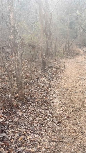 Ant Hill in a Jungle