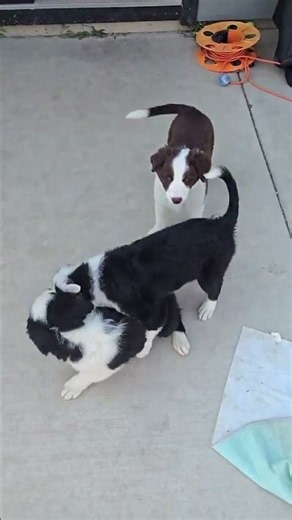 Puppy STAMPEDE When Mom Calls 😱🐾
