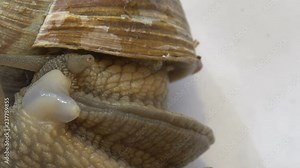 Snail couple mating beautifull view close up macro Stock Video