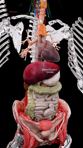 188K views · 2.5K reactions | ❓What’s Really Inside Us 勞 Stunning...