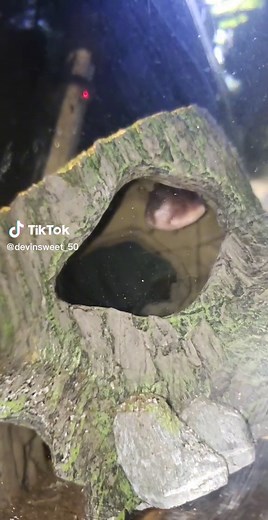 Gulper Catfish Feeding Frenzy | Ram Cichlid Snack Time