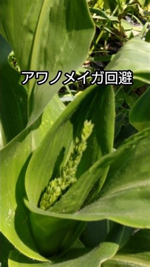 #7 5月で雄花！？でも今が虫対策の時期