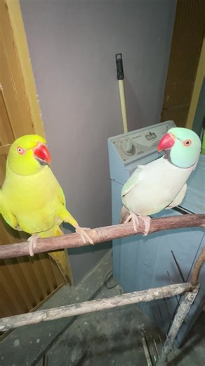 Discover the Charismatic Indian Talking Ringneck Parrot