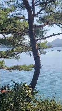 푸른바다에 멀리 많은 고깃배들~해변 소나무 주변 멋진 풍경~