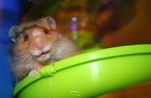 What Can Kill a Hamster? - What Box Game