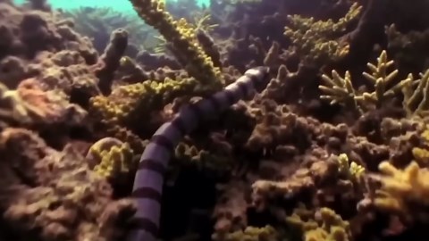 Eagle Captures Goat in Epic Battle : Wild Animal Attacks You Won’t Believe