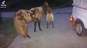 14K views · 656 reactions | AI Overview For Facebook posts about betel goats, use hashtags like #BetelGoats, #BetelLeafGoats, #GoatsAndBetel, #GoatFarming, #Livestock, #FarmLife, Goat breed of Kashmir Punjab | Goat breed of Kashmir Punjab | Facebook