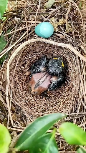 HashtagBirds on TikTok