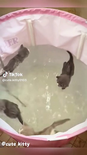 😍🥰🥰🥰#meow #petcat #cute #cat #funnymoments | chipi chipi chapa chapa