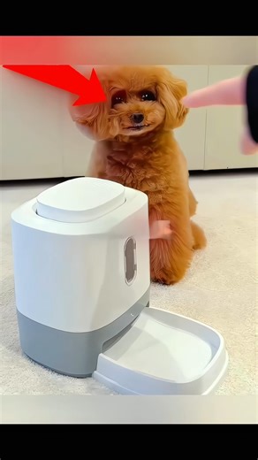 Smart Puppy Uses Snack Machine by Himself | Cutest Dog Ever 🐶🍖✨