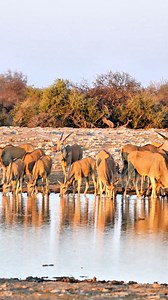 Common Elands at Etosha National Park in Namibia. #namibia #etosha #eland #visitnamibia #travelnamibia #safari #wildlife #africanwildlife #trending #viral #wildlifephotography | Madbookings - Travel Experts in Africa & Asia