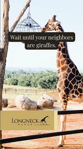 Wake up to Giraffes at this hotel! | Longneck Manor in Fredericksburg, TX