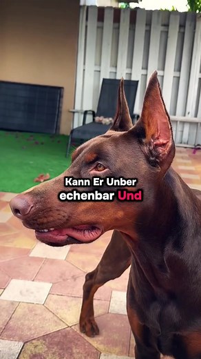 Die drei gefährlichsten Hunderassen der Welt