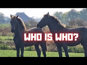 I'm being chased... But who's who?? | Friesian Horses