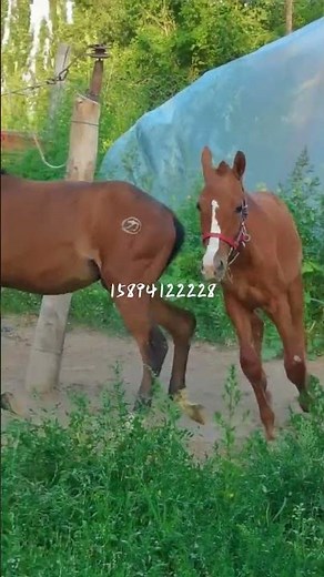 How horse breeding and training work Daily Work