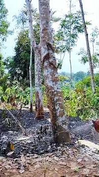 cutting down rubber trees for firewood#wood#woodworking#cuttingdowntrees